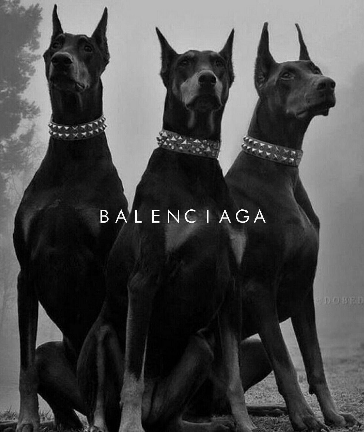 BALENCIAGA DOBERMANN SCHWARZ WEISS MODE HUNDE TIERE- MEGA XXXL 160X90 CM Leinwandbilder inkl. Holzrahmen