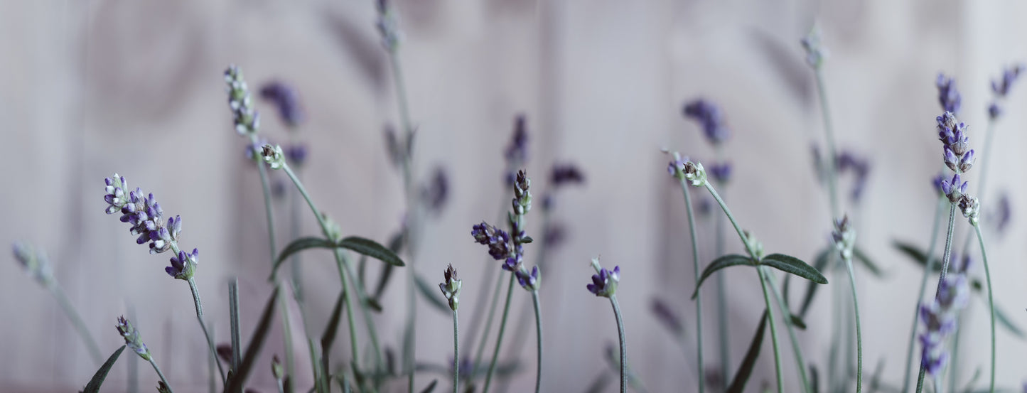 PANORAMA102 XXL LEINWANDBILDER-PANORAMA-PFLANZEN-BLUMEN-VINTAGE-SHABBY-CHIC-VIOLETT-LILA-GRAU