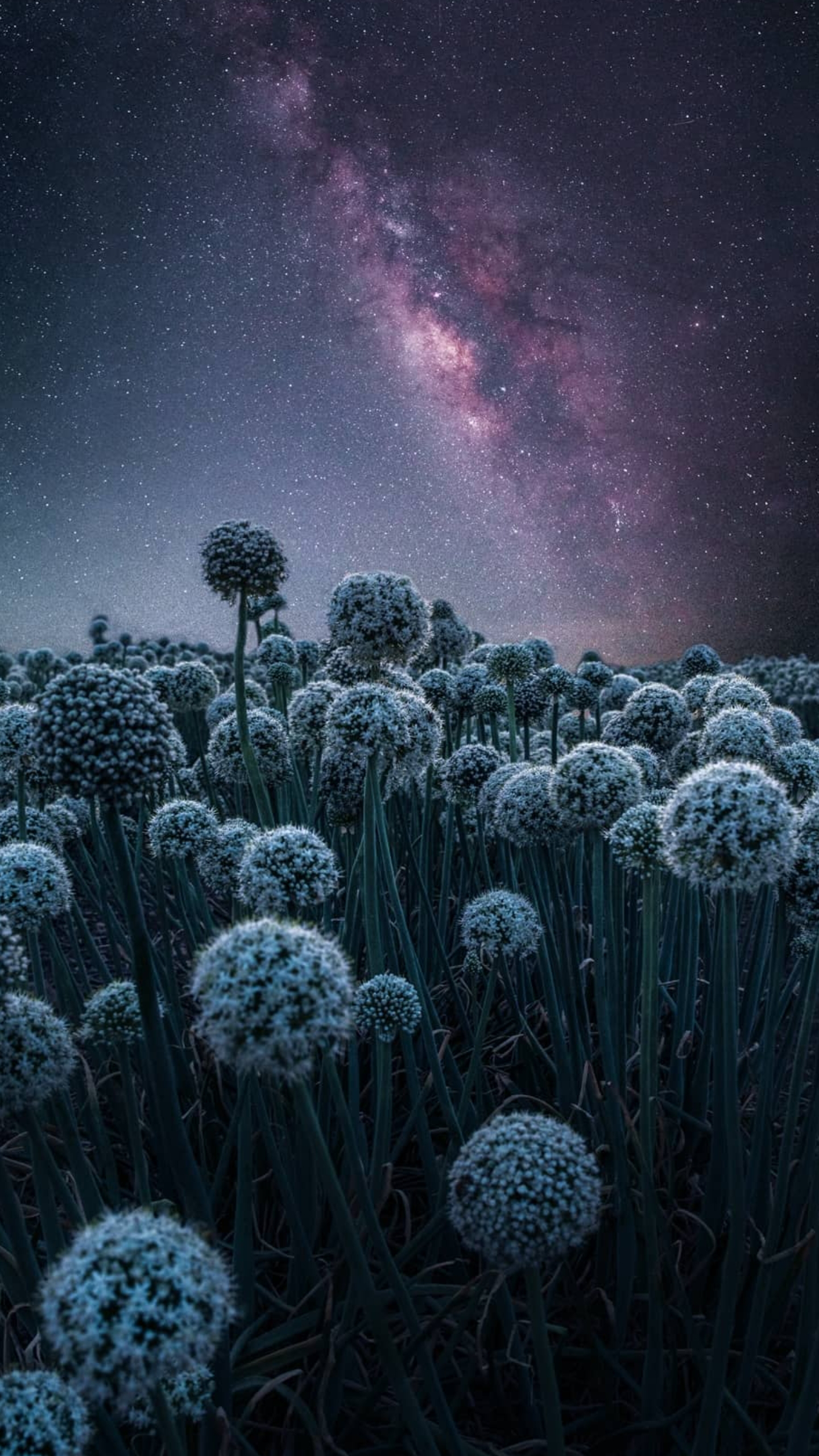 X537 XXL Leinwandbilder Blume Blau Nacht Neon Himmel Lila Wiese Feld Athmosphäre Natur- MEGA XXXL 160X90 CM Leinwandbilder inkl. Holzrahmen