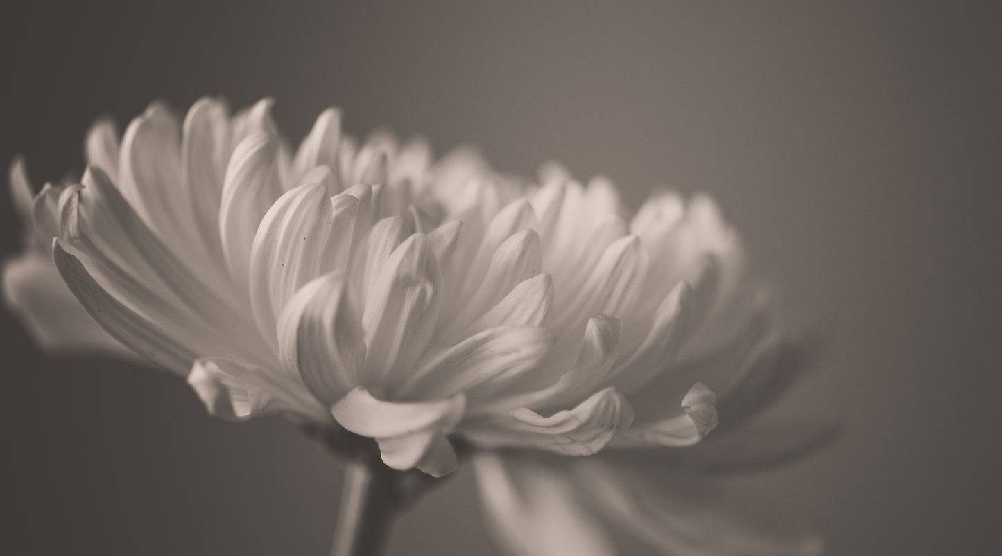 X750 - XXXL LEINWANDBILDER INKLUSIVE HOLZRAHMEN -SCHWARZ WEISS BLUME BLUMENLIEBE FOTOGRAFIE MONOCHROM NATURFOTOGRAFIE KUNST BLÜTEN