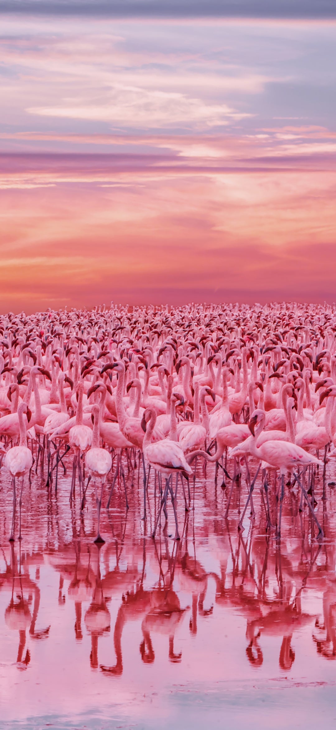 X771 - XXXL LEINWANDBILDER INKLUSIVE HOLZRAHMEN Flamingos Vögel Naturfotografie Wildlife Tiere Wasserlandschaft Tierwelt Tierfotografie Natur