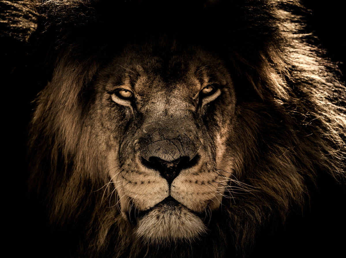 XXL Leinwandbilder African Lion Face