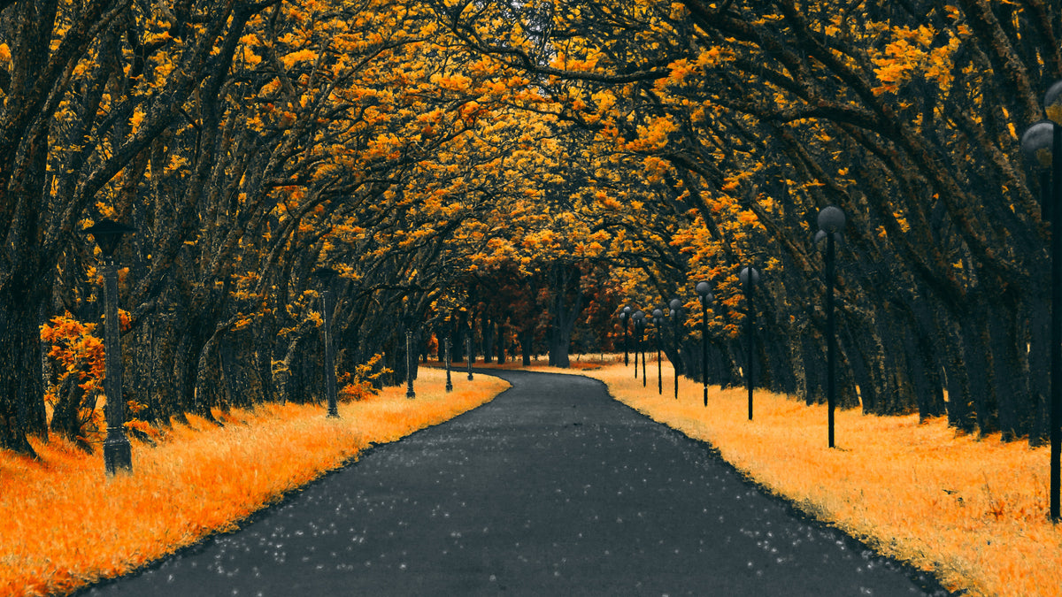 XXL Leinwandbilder Alle Herbst Orange