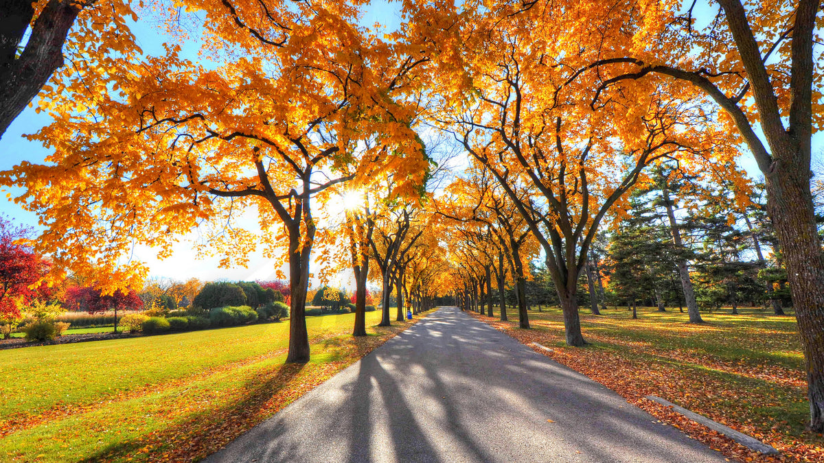 XXL Leinwandbilder Autumn Alley Park