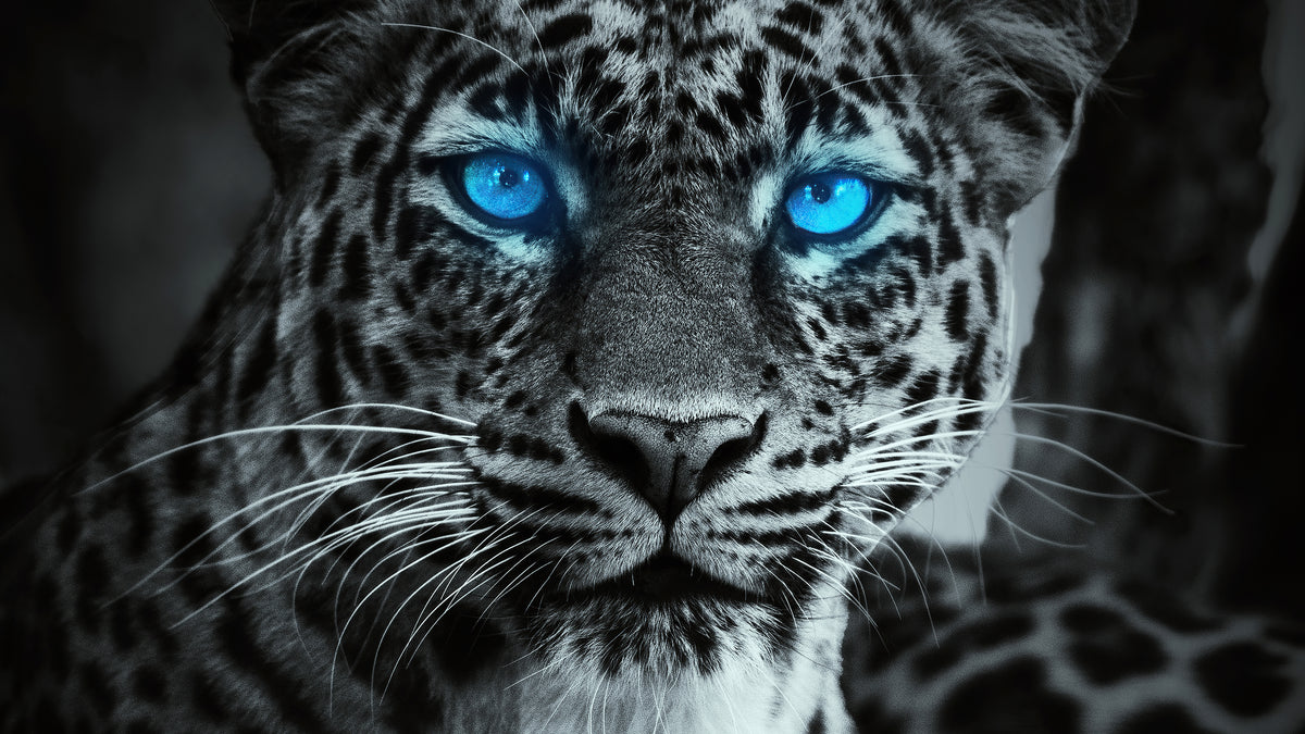 XXL Leinwandbilder Blaue Glühende Tiger Augen