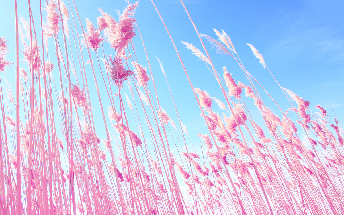 XXL Leinwandbilder Pink Pampasgras