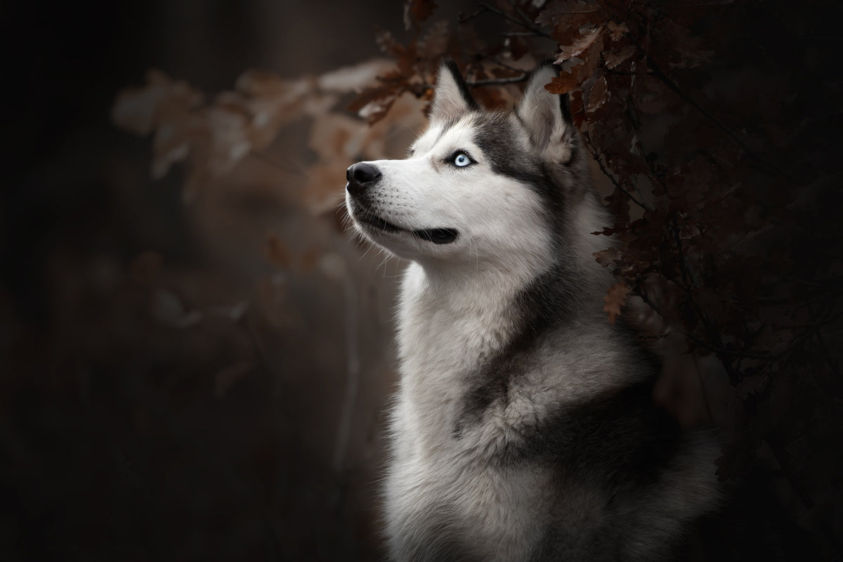 XXL Leinwandbilder Siberian Husky Weisser Hund