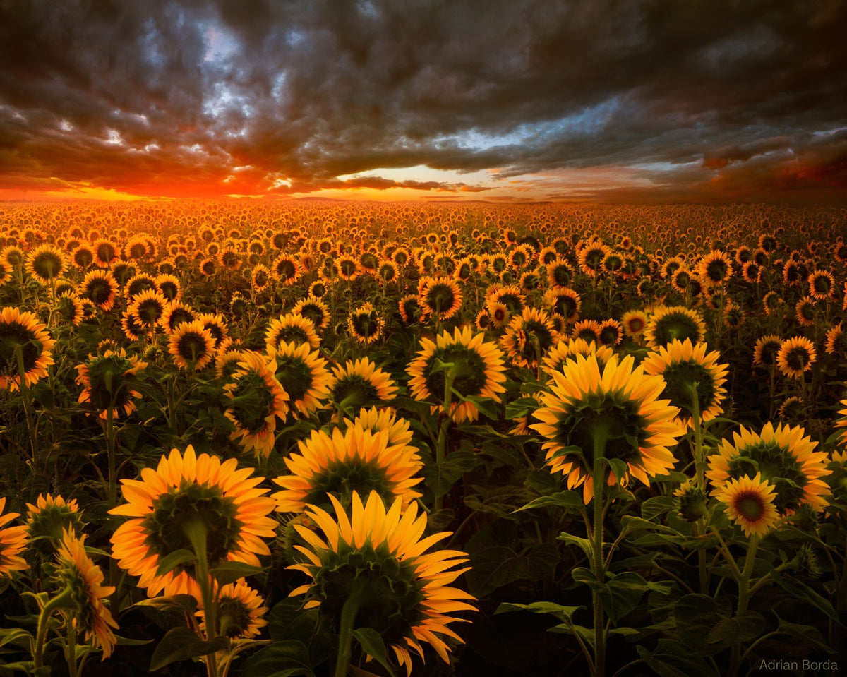 XXL Leinwandbilder Sunflower Field Sonnenblumenfeldwiese