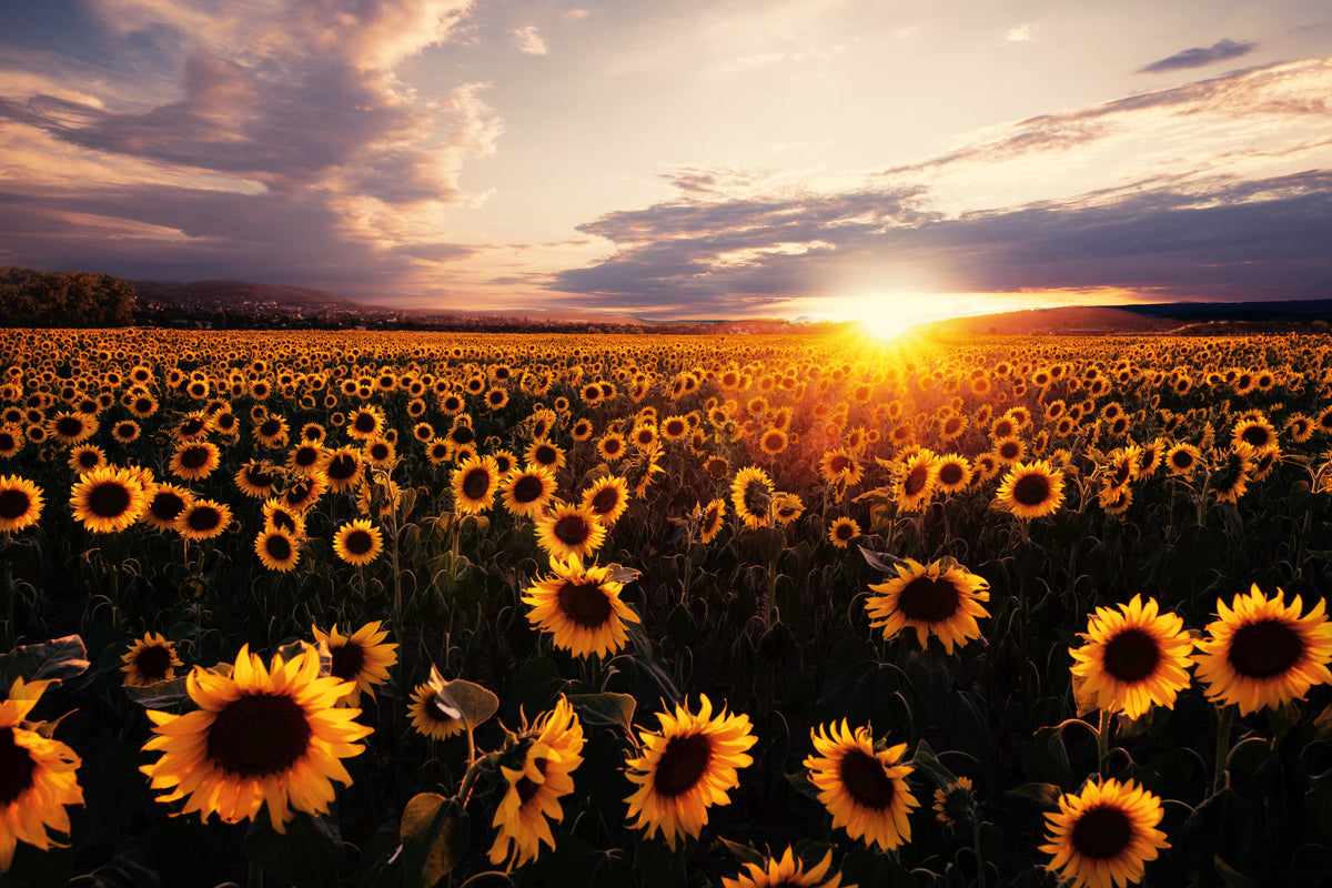 XXL Leinwandbilder Sunflowers Field Sunrise