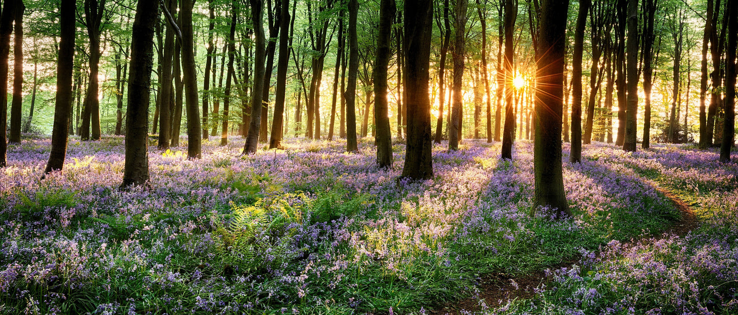 panorama-216 XXL Leinwandbilder inklusive Holzrahmen - Sonnenstrahlen Wald Natur Baumliebe Lichtspiel Waldspaziergang Naturfotografie Herbstwald FriedenInDerNatur Grüne Oase