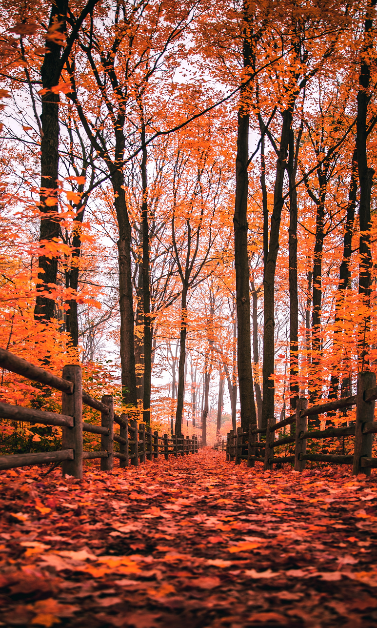 x545 XXL Leinwandbilder Herbst Natur Landschaft Holz Umwelt Blätter Rotbraun Bäume Wald Spaziergang - MEGA XXXL 160X90 CM Leinwandbilder inkl. Holzrahmen
