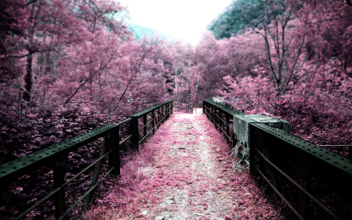 x551 XXL Leinwandbilder Blütenblätter in Japan Garten Schwarze Brücke Rosa Natur - MEGA XXXL 160X90 CM Leinwandbilder inkl. Holzrahmen