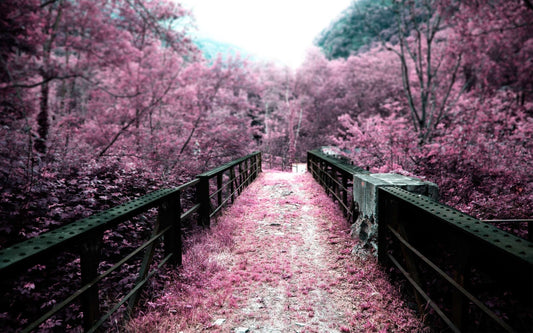 x551 XXL Leinwandbilder Blütenblätter in Japan Garten Schwarze Brücke Rosa Natur - MEGA XXXL 160X90 CM Leinwandbilder inkl. Holzrahmen