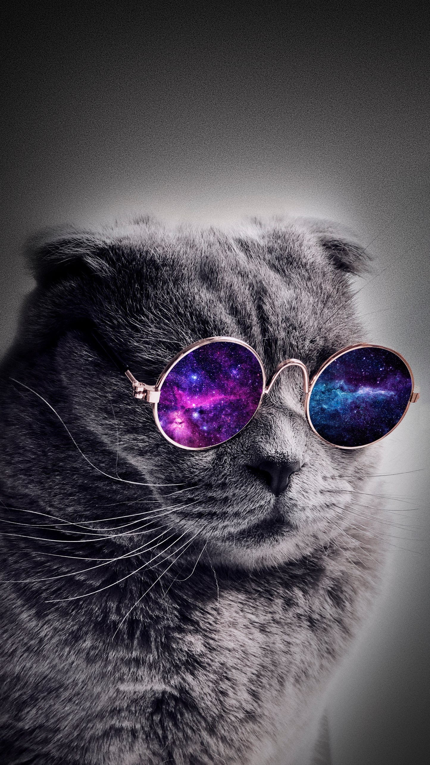 x562 XXL Leinwandbilder Kitten Babykatze Sonnenbrille Galaxie Schwar Weiß Tiere Fell - MEGA XXXL 160X90 CM Leinwandbilder inkl. Holzrahmen