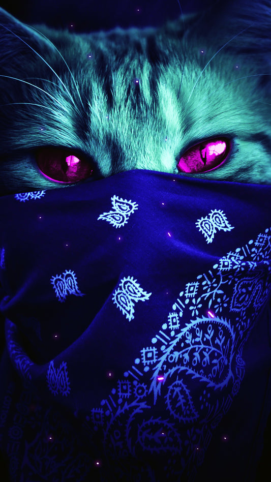 x580  XXL Leinwandbilder Gangsta Cat Felidae Coole Katze Bandana Violetaugen Böser blick - MEGA XXXL 160X90 CM Leinwandbilder inkl. Holzrahmen