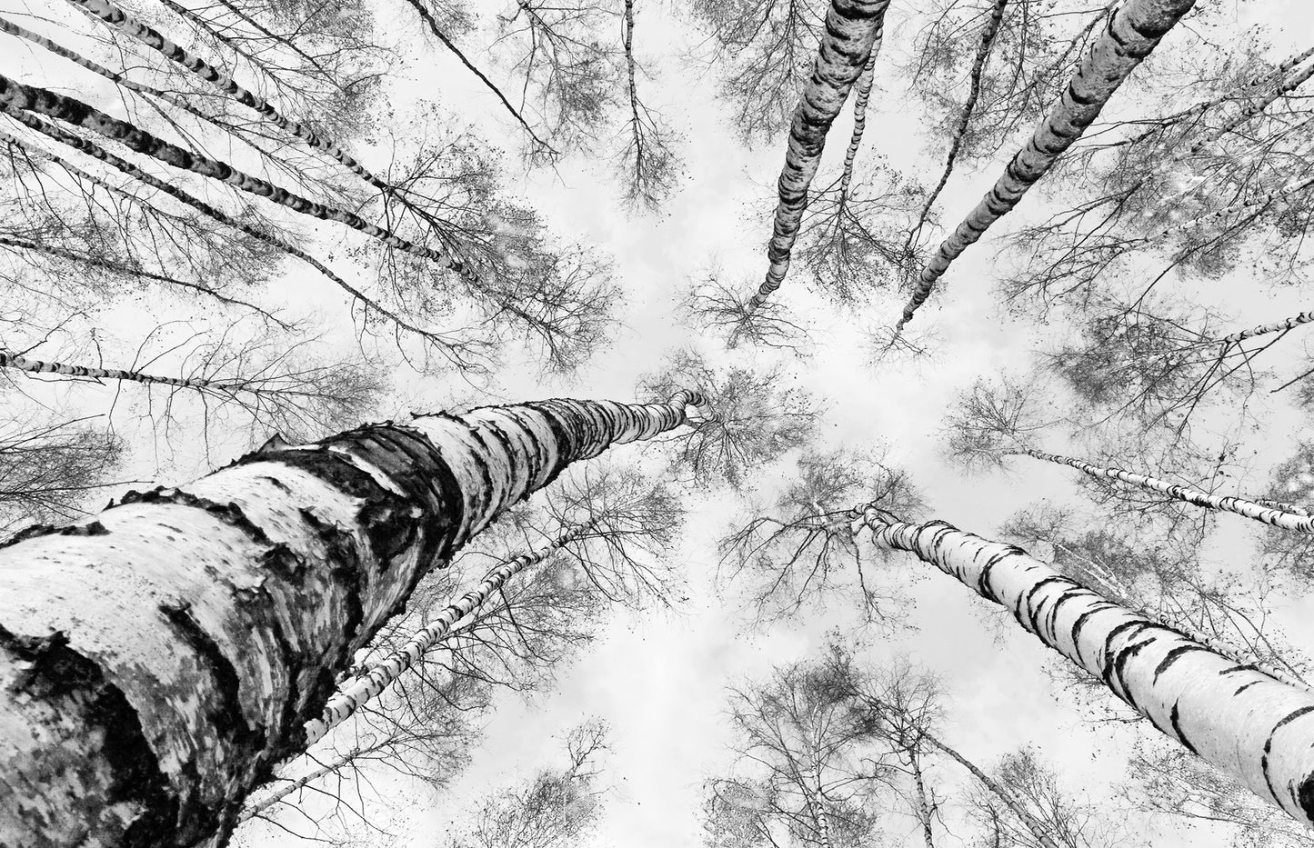 L116 - MEGA XXXL 160X90 CM Leinwandbilder inkl. Holzrahmen - HORIZONT IM WALD WEISSE BÄUME SCHWARZ WEISS
