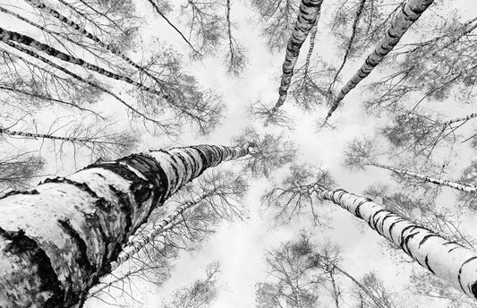 L116 - MEGA XXXL 160X90 CM Leinwandbilder inkl. Holzrahmen - HORIZONT IM WALD WEISSE BÄUME SCHWARZ WEISS
