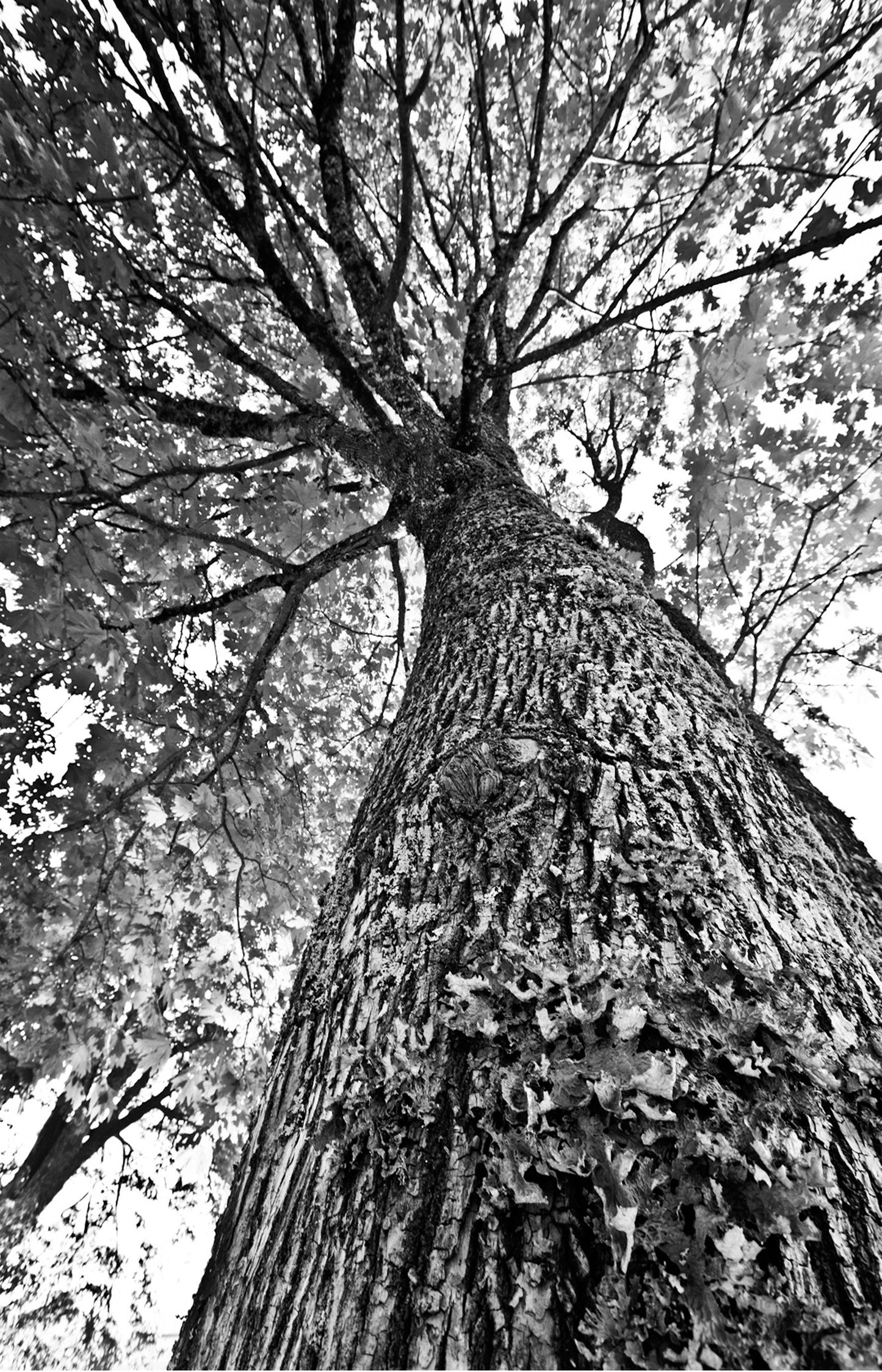 MEGA XXXL 160X90 CM Leinwandbilder inkl. Holzrahmen L45 BAUM Vertikal Schwarz Weiss