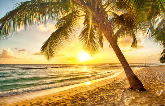 L47 - MEGA XXXL 160X90 CM Leinwandbilder inkl. Holzrahmen - PALME AM STRAND SONNE NATUR MEER