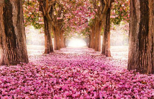MEGA XXXL 160X90 CM Leinwandbilder inkl. Holzrahmen L72 - Rosa Wald