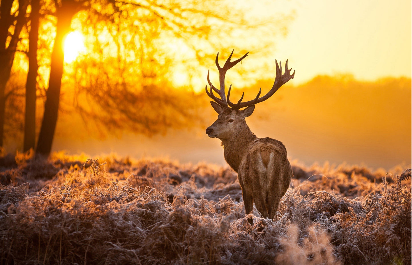 L94 - MEGA XXXL 160X90 CM Leinwandbilder inkl. Holzrahmen - HIRSCH WALD GUTEN MORGEN SONNENAUFGANG NATUR