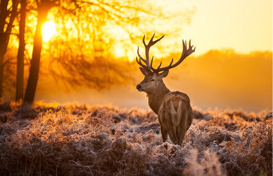 L94 - MEGA XXXL 160X90 CM Leinwandbilder inkl. Holzrahmen - HIRSCH WALD GUTEN MORGEN SONNENAUFGANG NATUR