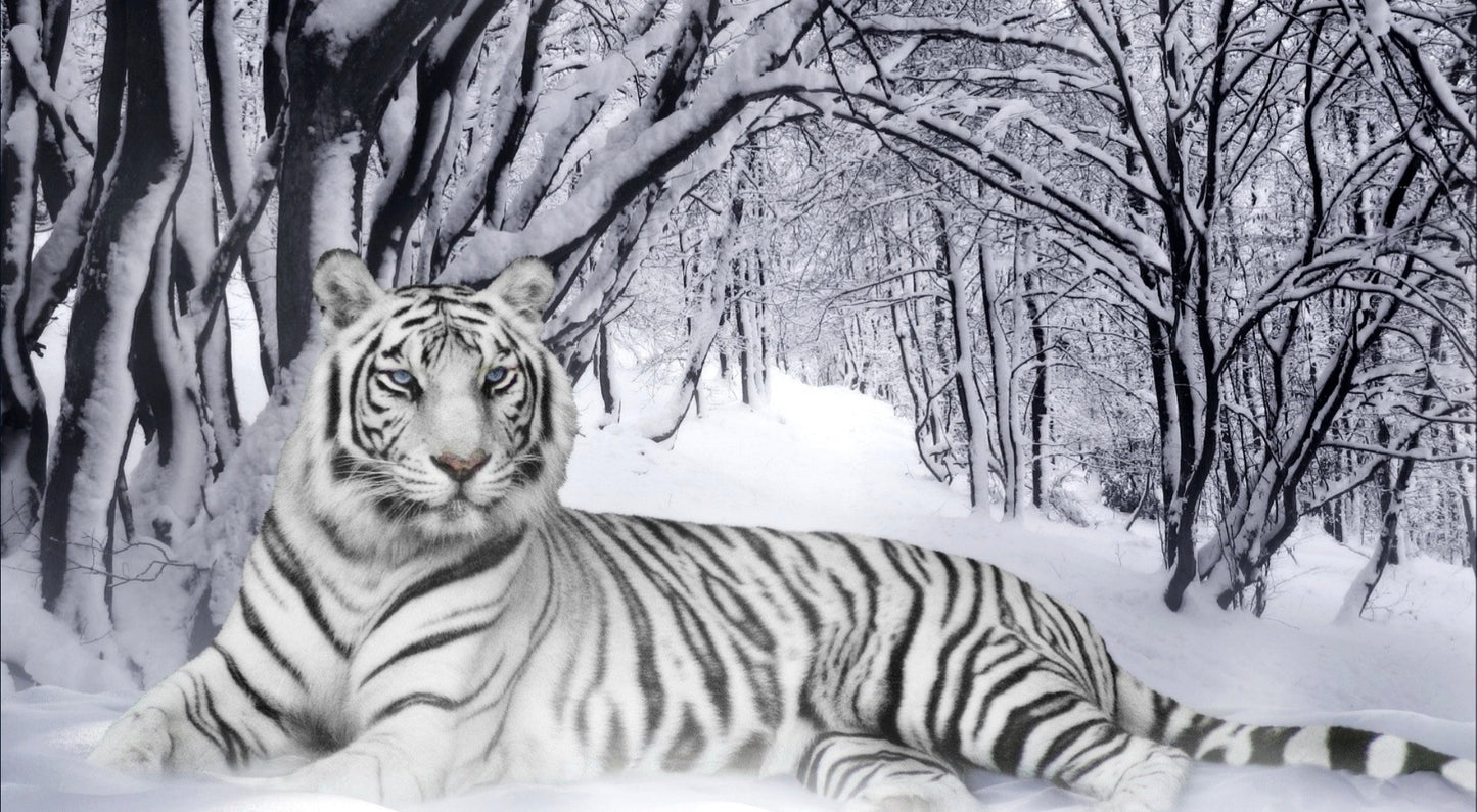 X112 - - MEGA XXXL 160X90 CM Leinwandbilder inkl. Holzrahmen Bengalischer Tiger Schnee Winter Wald Bäume Äste