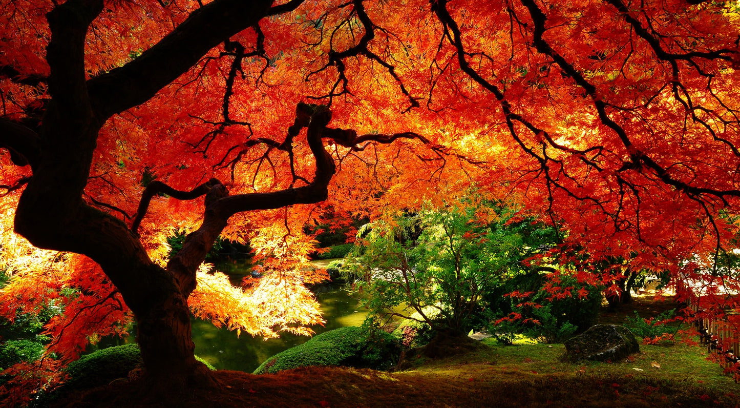 X113 - - MEGA XXXL 160X90 CM Leinwandbilder inkl. Holzrahmen Orange Feuerrot Herbst Blick Spaziergang Fensterblick