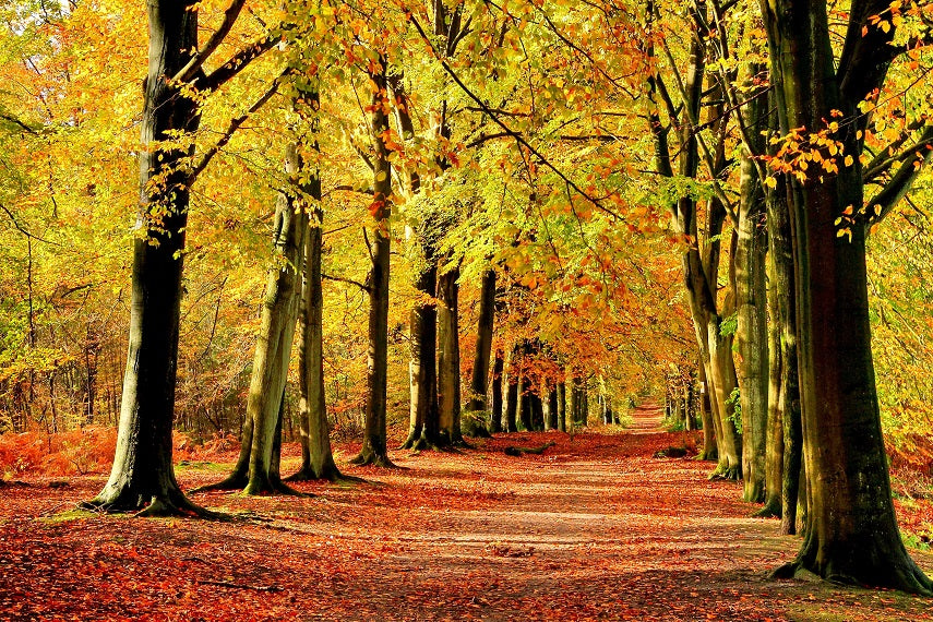 X125 - MEGA XXXL 160X90 CM Leinwandbilder inkl. Holzrahmen Gelber Wald im Herbst Fensterblick