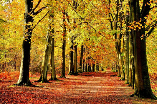 X125  - MEGA XXXL 160X90 CM Leinwandbilder inkl. Holzrahmen Gelber Wald im Herbst Fensterblick