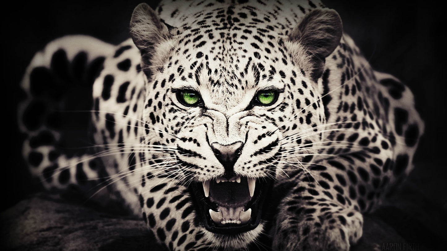 X201 - MEGA XXXL 160X90 CM Leinwandbilder inkl. Holzrahmen - Schnee Leopard Tiere Katzen Grüne Augen