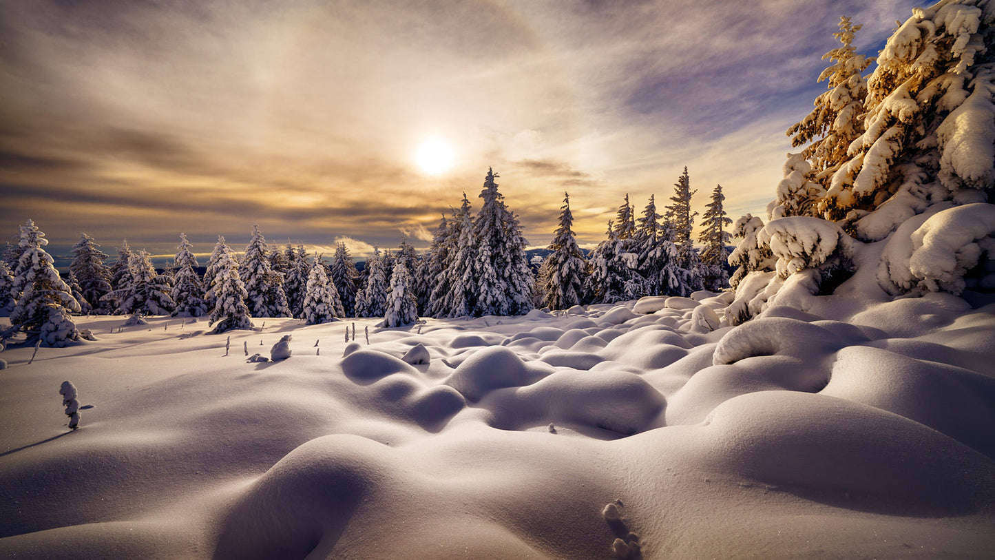 X202 - MEGA XXXL 160X90 CM Leinwandbilder inkl. Holzrahmen - In Schnee getauchte Bäume im Sonnenlicht Natur