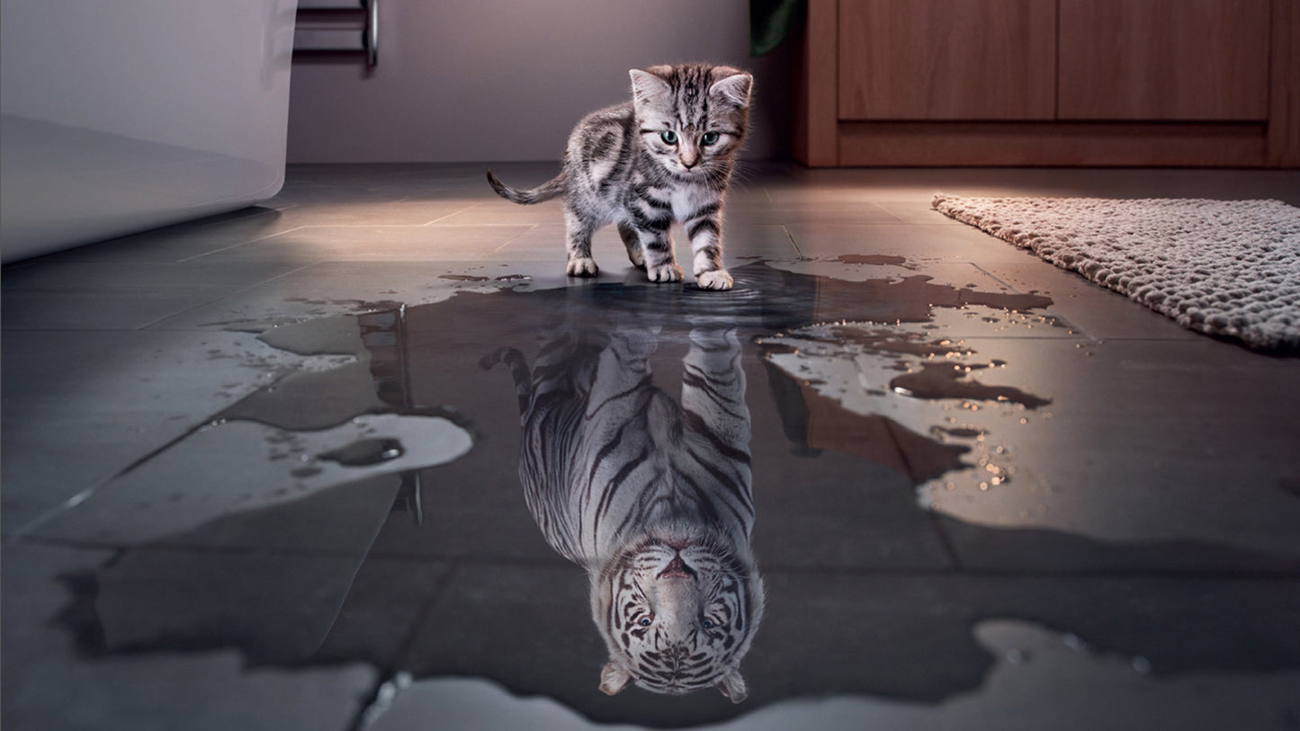 X281 - MEGA XXXL 160X90 CM Leinwandbilder inkl. Holzrahmen - Katze in Pfütze Motivation Tiger