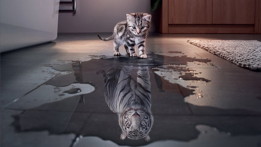X281 - MEGA XXXL 160X90 CM Leinwandbilder inkl. Holzrahmen - Katze in Pfütze Motivation Tiger