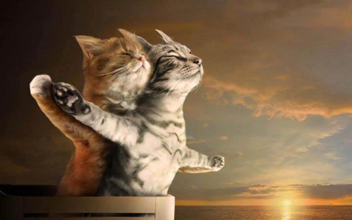 X282 - MEGA XXXL 160X90 CM Leinwandbilder inkl. Holzrahmen - Katzen Titanic Lustig