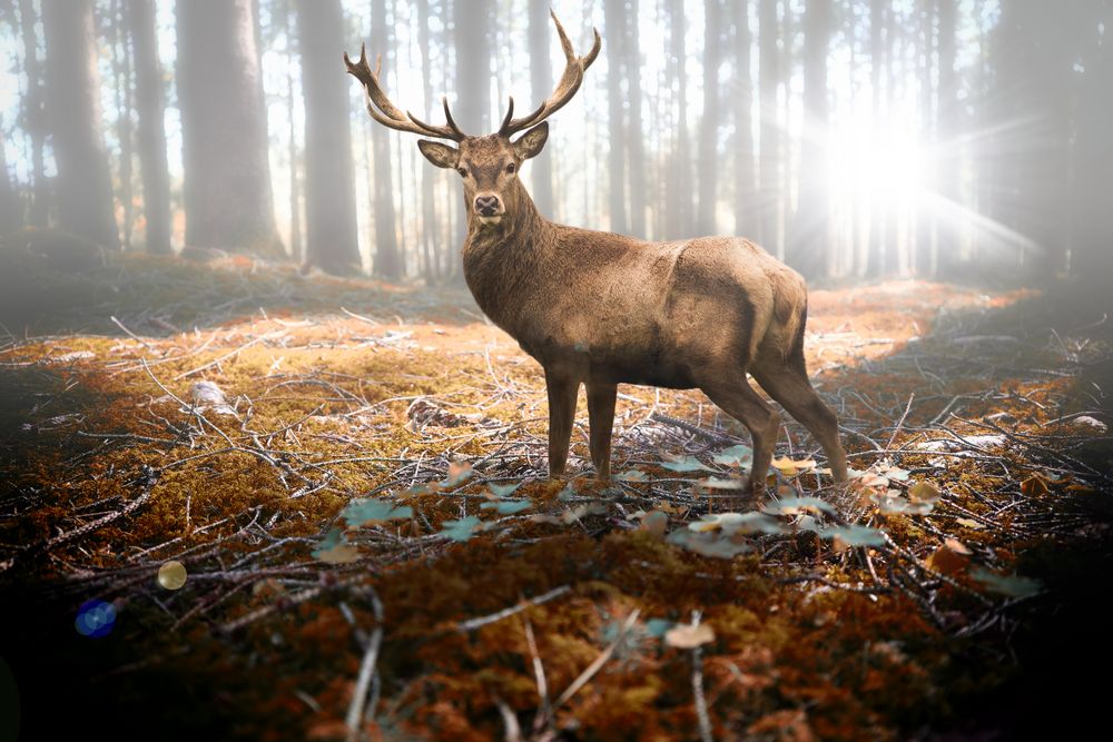 X302 - MEGA XXXL 160X90 CM Leinwandbilder inkl. Holzrahmen - Hirsch im Wald Herbst Lichtung Nebel