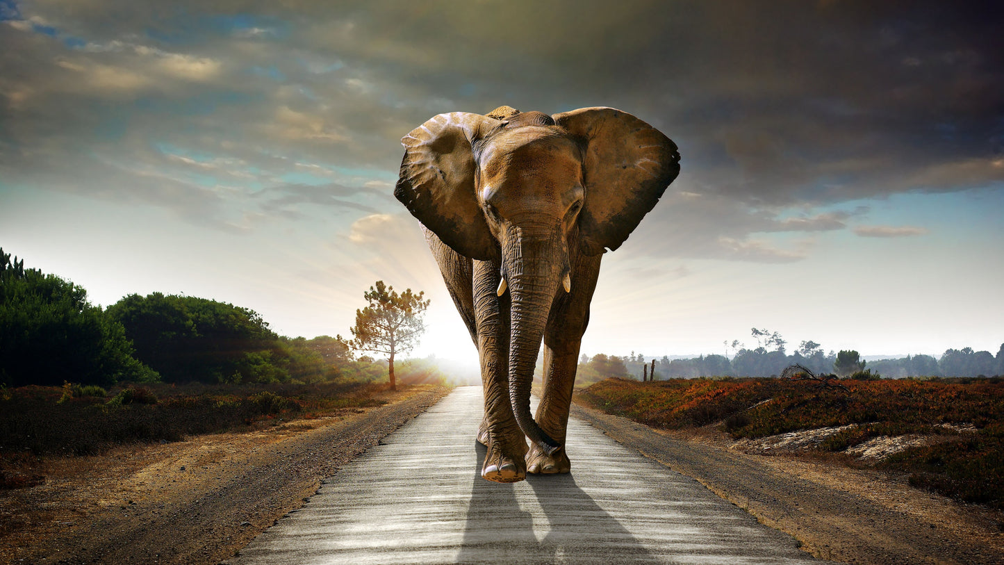X334 - MEGA XXXL 160X90 CM Leinwandbilder inkl. Holzrahmen - Elefant auf de rStraße Braun