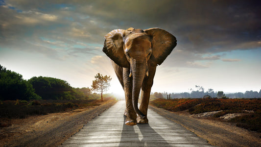X334 - MEGA XXXL 160X90 CM Leinwandbilder inkl. Holzrahmen - Elefant auf de rStraße Braun