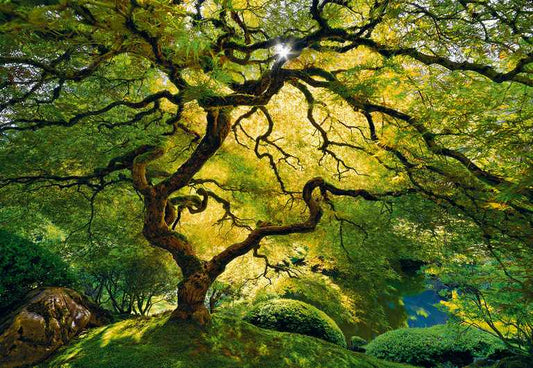 X376 - MEGA XXXL 160X90 CM Leinwandbilder inkl. Holzrahmen - Baum Lichtung