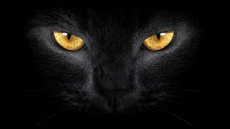 X381 - MEGA XXXL 160X90 CM Leinwandbilder inkl. Holzrahmen - Schwarze Katze mit gelben Augen
