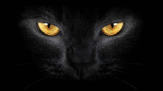 X381  - MEGA XXXL 160X90 CM Leinwandbilder inkl. Holzrahmen - Schwarze Katze mit gelben Augen