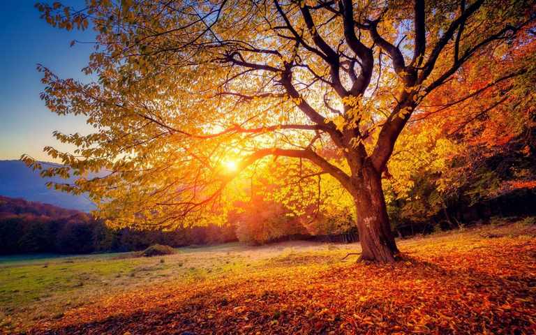 Wandbild Herbstblätter 80x120 Cm – Leinwanddruck Fürs Wohnzimmer | Baum Natur Herbstbild Mehrteilig