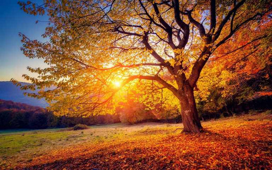 X446 - MEGA XXXL 160X90 CM Leinwandbilder inkl. Holzrahmen - Baum im Herbst