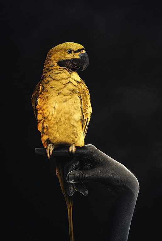X460 - MEGA XXXL 160X90 CM Leinwandbilder inkl. Holzrahmen - Vogel auf der Hand Gold