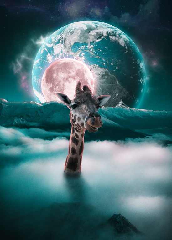 X463 - MEGA XXXL 160X90 CM Leinwandbilder inkl. Holzrahmen - Giraffe Mond Lustig