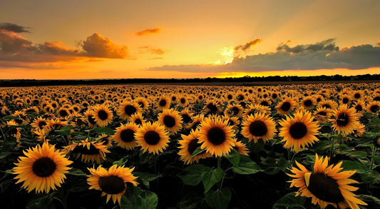 X98 -  - MEGA XXXL 160X90 CM Leinwandbilder inkl. Holzrahmen Sonnenblumen Abenddämmerung Sonnenuntergang Horizont Himmel Horizon Blick aus dem Fenster