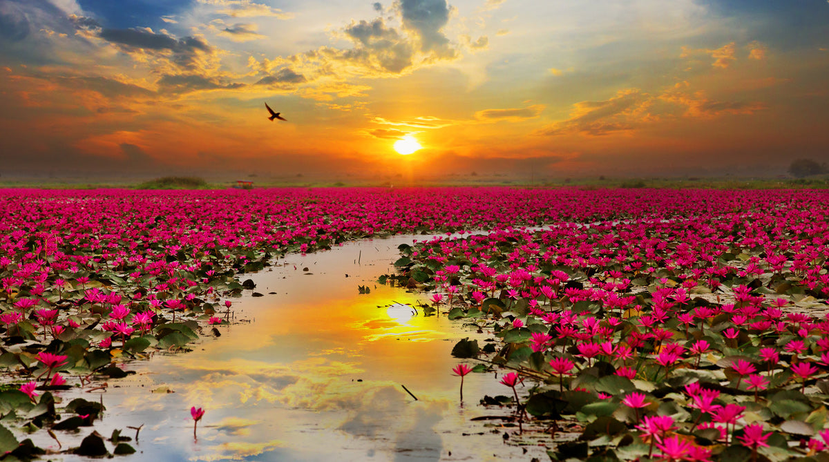 l175 MEGA XXXL 160X90 CM Leinwandbilder inkl. Holzrahmen Bordeaux Fluss Horizont Sonnenuntergang Natur Pflanzen Blumen WAND KUNST DRUCK DEKORATION GEMÄLDE