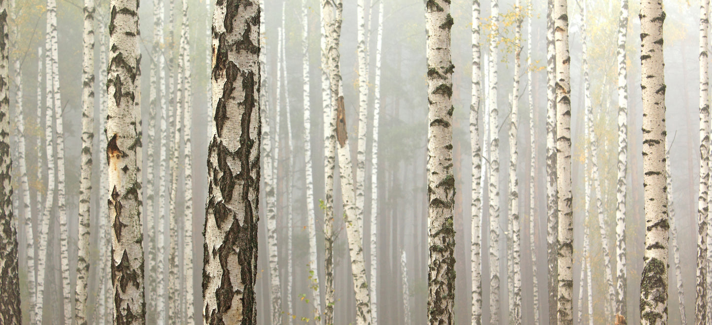 l213 MEGA XXXL 160X90 CM Leinwandbilder inkl. Holzrahmen Natur Pflanzen