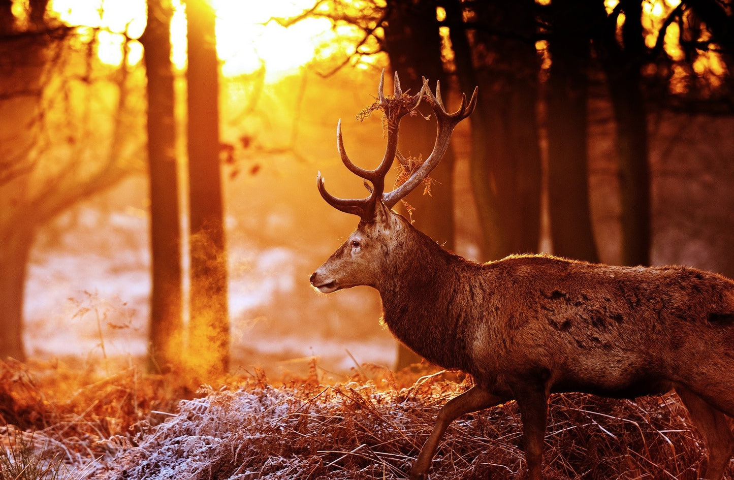 MEGA XXXL 160X90 CM Leinwandbilder inkl. Holzrahmen Hirsch Tiere Wald Sonne Natur Orange Gelb Braun Hirschgeweih