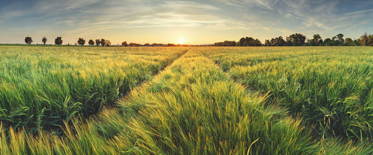 PANORAMA103 XXL LEINWANDBILDER-PANORAMA-FELDWEG-SONNENUNTERGANG-SONNENAUFGANG-WALD-PFLANZEN-GRUEN-NATUR-HIMMEL